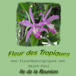 Vente en ligne Fleur des Tropiques Saint Paul